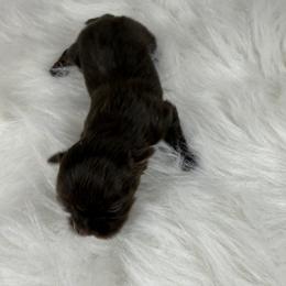 Heath - Chocolate male Shih Tzu puppy in Columbia, Kentucky from Lisa Bandy Shih Tzu