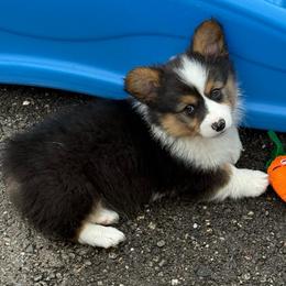 Saga ( Fluffy, Triple Clear) - Black and tan female Pembroke Welsh Corgi puppy in Scottown, Ohio from Wyndy Ridge Corgis
