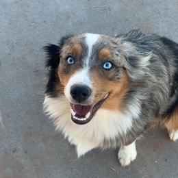 Rico - Miniature Australian Shepherd