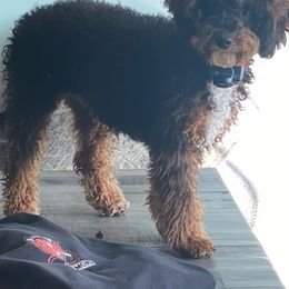 Nova - Bernedoodle