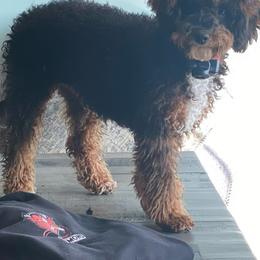 Nova - Bernedoodle