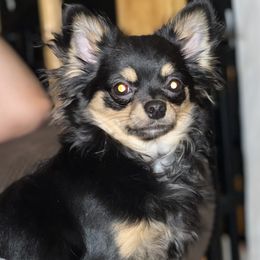 Maui - Chihuahua