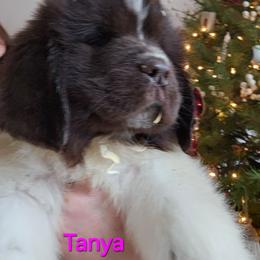 Tanya - White and brown female Newfoundland puppy in Honey Grove, Pennsylvania from Heinrich Family Newfoundlands