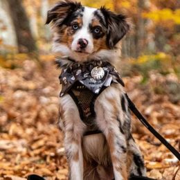 Toy Australian Shepherds from Hometown Aussies