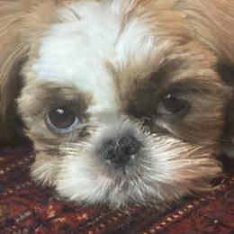 Winston - Gold and white male Shih Tzu puppy in Elma, Washington from Puddle Jumpers Shih Tzus