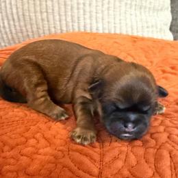 Girl 1 - Brindle female Shih Tzu puppy in Lexington, North Carolina from SCS Shih Tzus