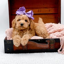 Avery - Apricot female Goldendoodle puppy in North Carolina from NC Doodle Puppies