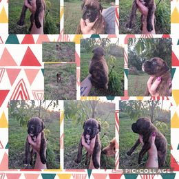 Girl 4 - Brindle female Boxer puppy in Hopkins, Michigan from Truax Farms