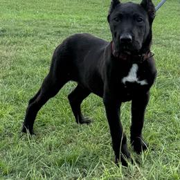 Beau Bear (Bear) - Black male Perro de Presa Canario puppy in Goshen, Alabama from Mesquite Creek Kennels