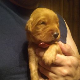 Golden Retriever Puppies from Gingersnap Golden Retrievers