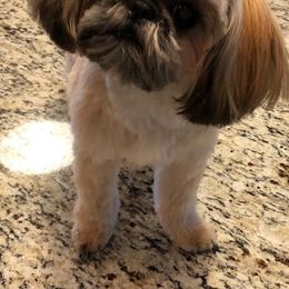 Shih Tzu All Grown Up from Bailey Belle Shih Tzu