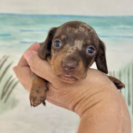 Pluto- smooth coat - Dapple male Dachshund puppy in Lakeland, Florida from Elite Doxies Florida