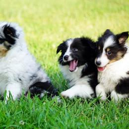 Pomsky, Shetland Sheepdog, and Toy Shetland Sheepdog Puppies from Mountain High Kennels
