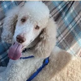 Peter - Poodle