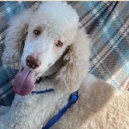 Peter - Poodle