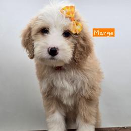 Marge - Red female Bernedoodle puppy in Neillsville, Wisconsin from Granton Creek