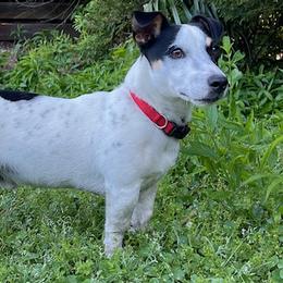 Russell Terriers from Greenlands Farm