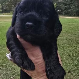 Vader - Black male Cocker Spaniel puppy in Florence, South Carolina from Reddick's American Cocker Spaniels