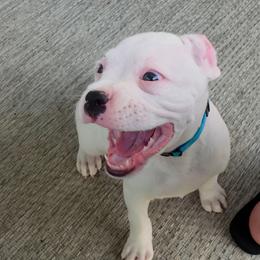 Girl 2 - White female Boxer puppy in Howey In The Hills, Florida from Bayla Belle & Blossom's Boxers