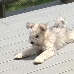 Pumi Puppies from Abiqua Pumik
