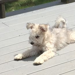 Pumi Puppies from Abiqua Pumik