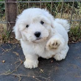 Franky - White male Coton de Tulear puppy in Mead, Oklahoma from Bar W Cotons