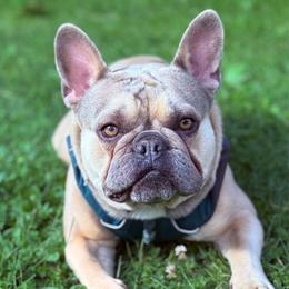 Auggie - French Bulldog