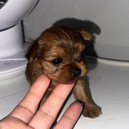 Honey pot - Gold female Yorkshire Terrier puppy in Cape Coral, Florida from Katherine’s Yorkies and Poodles