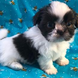 Digby Tater Tot - Liver and white male Shih Tzu puppy in Greenville, Texas from Your Fuzzy Puppy