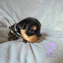 Gracie - Black and gold female Yorkshire Terrier puppy in Nitro, West Virginia from Kathryn's Yorkies