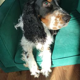 Atlas - English Springer Spaniel