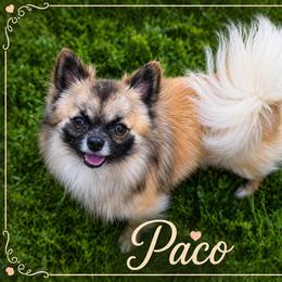 Paco - Chihuahua
