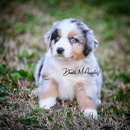 Hickory - Blue merle male Australian Shepherd puppy in Olivehurst, California from Double M Aussies