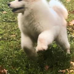Samoyed and Shiba Inu Puppies from Wintermist Samoyeds