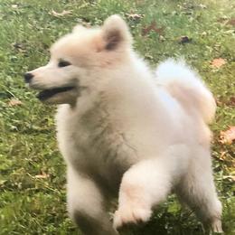 Samoyed and Shiba Inu Puppies from Wintermist Samoyeds