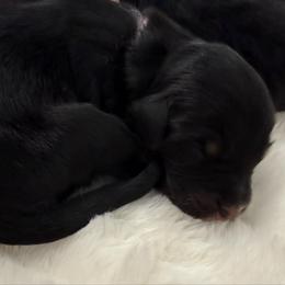 Crinkle Cookie - Phantom female Bernedoodle puppy in Hegins, Pennsylvania from Bubbling Springs Doodles, LLC