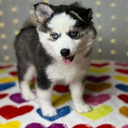 Tisdale - Black and white female Pomsky puppy in Rossville, Georgia from Scenic City Pomskies