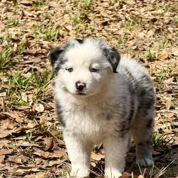Avery - Blue merle female Australian Shepherd puppy in Lacombe, Louisiana from Indigo River Toy & Mini Aussies