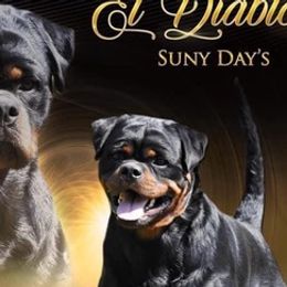 Rottweilers from Pantheon Rottweilers