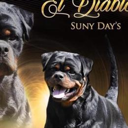Rottweilers from Pantheon Rottweilers