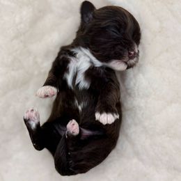 Boy 1 - Chocolate male Havanese puppy in Elkins, Arkansas from Havana Knights Havanese