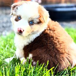 Kyrr - Red merle Miniature American Shepherd puppy in Moscow, Idaho from Panhandle Australian Shepherds