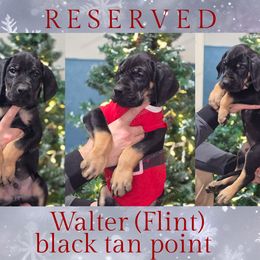 Flint - Black male Great Dane puppy in Roseau, Minnesota from UNDAD'S KENNELS