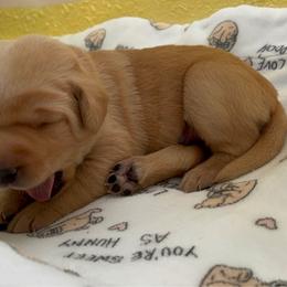Hearts - Yellow female Labrador Retriever puppy in Melrose, New Mexico from ECMO Farm Dalmatians & Labrador Retrievers