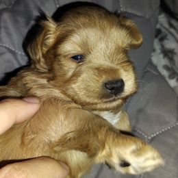 Pooh Bear - Wheaten male Miniature Schnauzer puppy in Florida from Central Florida Schnauzers