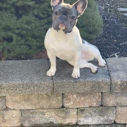 French Bulldog Puppies from Nuthin’ But Frenchies