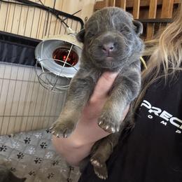 Ocia - Blue female German Shepherd puppy in Watervliet, Michigan from M&M Shepherd Farms