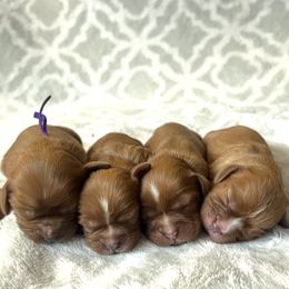 Mint Collar Girl - Ruby Cavalier King Charles Spaniel puppy in Acworth, Georgia from Cumberland Cavaliers