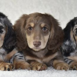 Dachshunds from Dreamscape Dachshunds