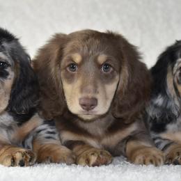 Dachshunds from Dreamscape Dachshunds